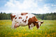 Cow Field Wall Decal