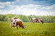 Cows Field Wall Decal