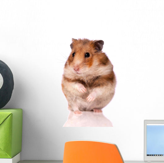 Hamster White Wall Decal