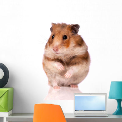 Hamster White Wall Decal shown on a wall
