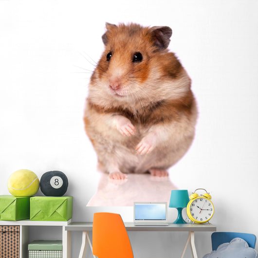 Hamster White Wall Decal