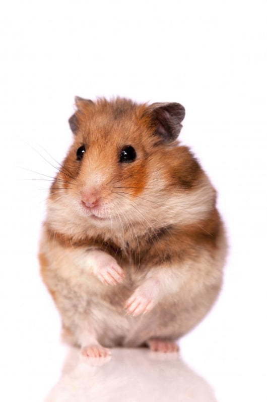 Hamster White Wall Decal