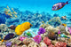 Underwater World with Corals Wall Decal Design 2