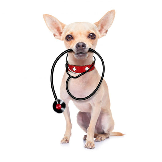 Medical Doctor Dog Wall Decal Design 1