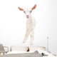 Portrait Little White Goat Wall Decal