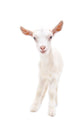 Portrait Little White Goat Wall Decal