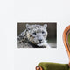 Close-up Snow Leopard Wall Decal
