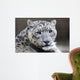 Close-up Snow Leopard Wall Decal