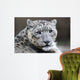 Close-up Snow Leopard Wall Decal