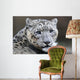 Close-up Snow Leopard Wall Decal