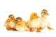 Duckling Fun Wall Decal