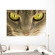 Cats Eyes Wall Decal