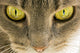 Cats Eyes Wall Decal