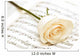 White Rose Musical Notes Wall Decal