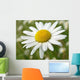 Wild Daisy 2 Wall Decal