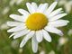 Wild Daisy 2 Wall Decal