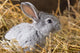 Rabbit Dry Grass Wall Decal
