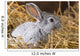 Rabbit Dry Grass Wall Decal