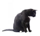 Black Cat Wall Decal Design 4