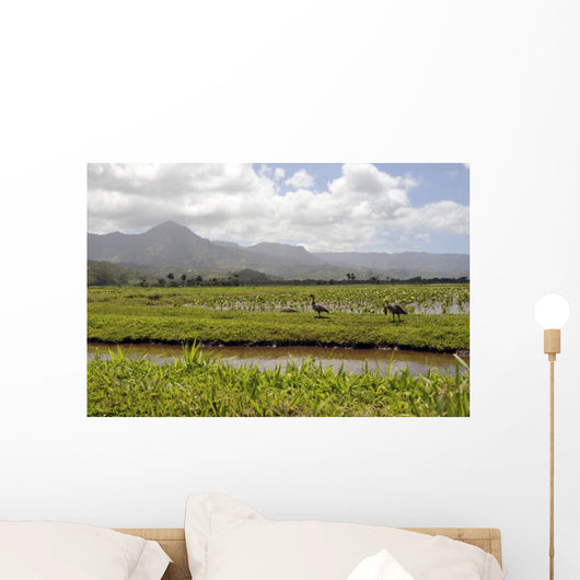 Taro Fields Island Kauai Wall Decal