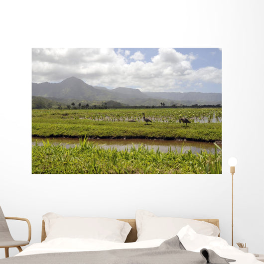 Taro Fields Island Kauai Wall Decal