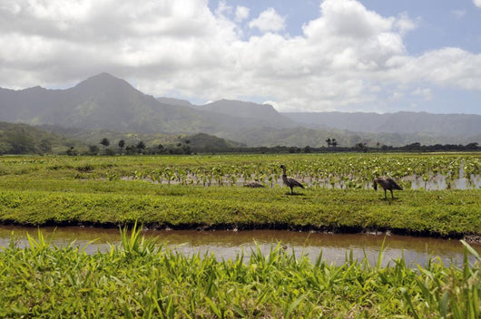 Taro Fields Island Kauai Wall Decal