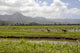 Taro Fields Island Kauai Wall Decal