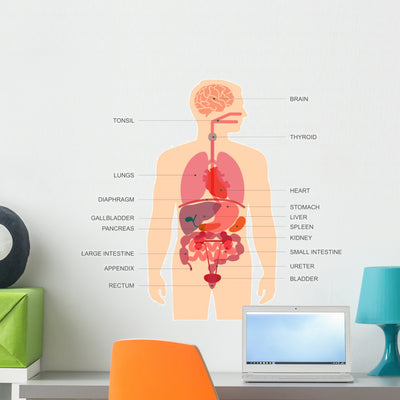 Human Body Anatomy Wall Decal shown on a wall