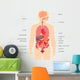 Human Body Anatomy Wall Decal