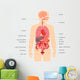 Human Body Anatomy Wall Decal