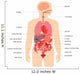 Human Body Anatomy Wall Decal