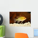 Golden Ram Dwarf Cichlid Wall Decal