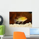 Golden Ram Dwarf Cichlid Wall Decal