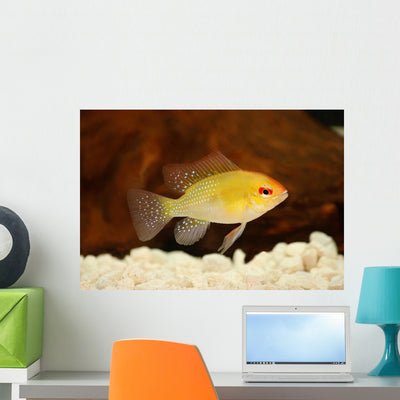 Golden Ram Dwarf Cichlid Wall Decal shown on a wall