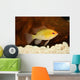 Golden Ram Dwarf Cichlid Wall Decal