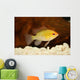 Golden Ram Dwarf Cichlid Wall Decal