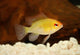 Golden Ram Dwarf Cichlid Wall Decal