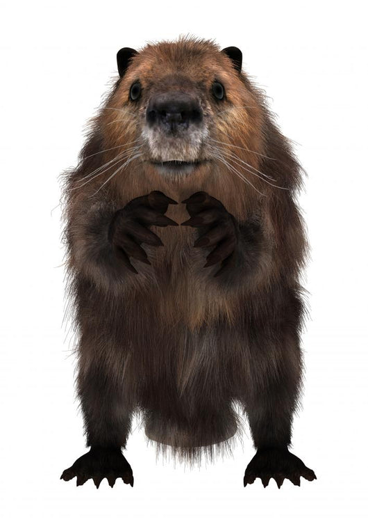 Beaver Wall Decal Design 3