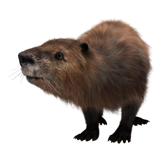 Beaver Wall Decal Design 2