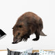 Beaver Wall Decal Design 1