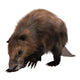 Beaver Wall Decal Design 1