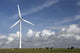 Wind Cows Wall Decal