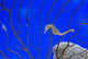 Underwater Life Wall Decal