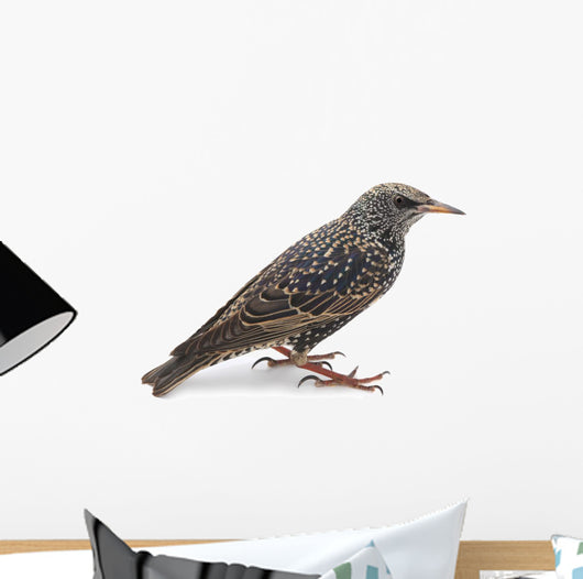 Starling Wall Decal