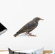 Starling Wall Decal