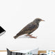 Starling Wall Decal