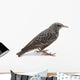 Starling Wall Decal