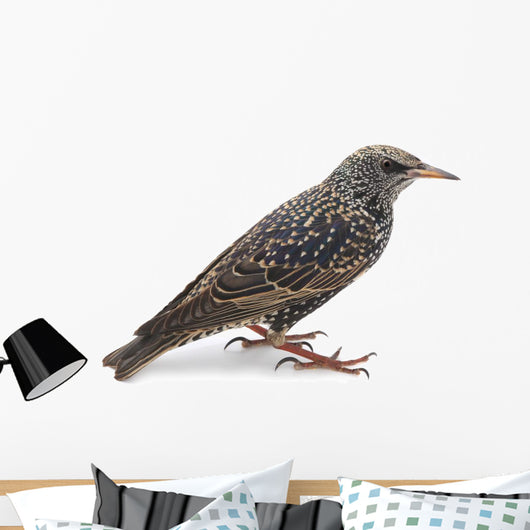 Starling Wall Decal