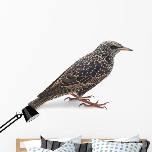 Starling Wall Decal