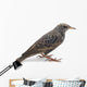 Starling Wall Decal